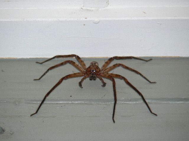 brown Huntsman