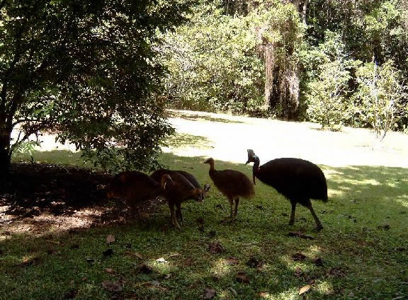 male cassowary with 4 chicks