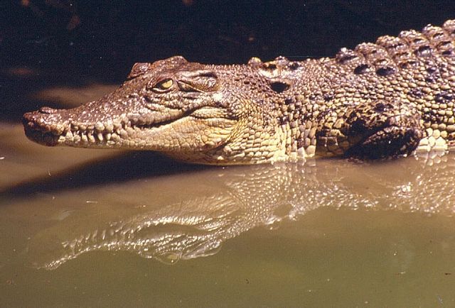 crocodile