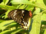 Carins Birdwing butterfly