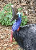Southern Cassowary