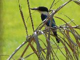 forest Kingfisher