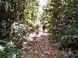 explore the edge of the rainforest