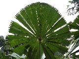 Licuala Palm