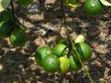 Lemonades