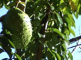 Soursop