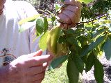 Starfruit