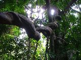 incredible twisted vines