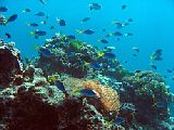 Scuba with Calypso Dive