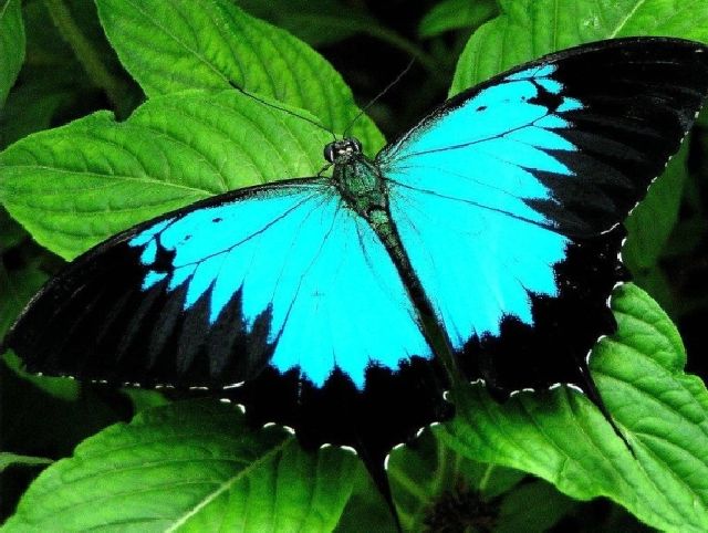 Ulysses butterfly
