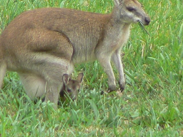 wallaby with young in pouch