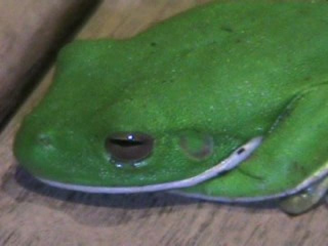 White-lipped green tree frog