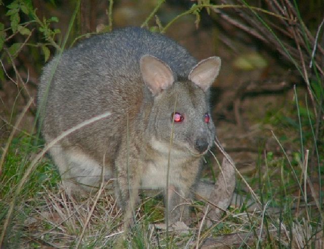 pademelon