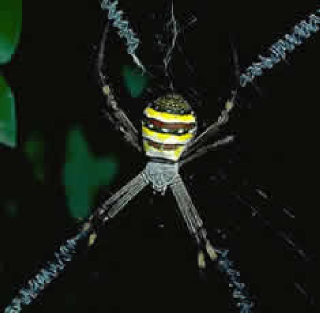 St Andrews Cross spider